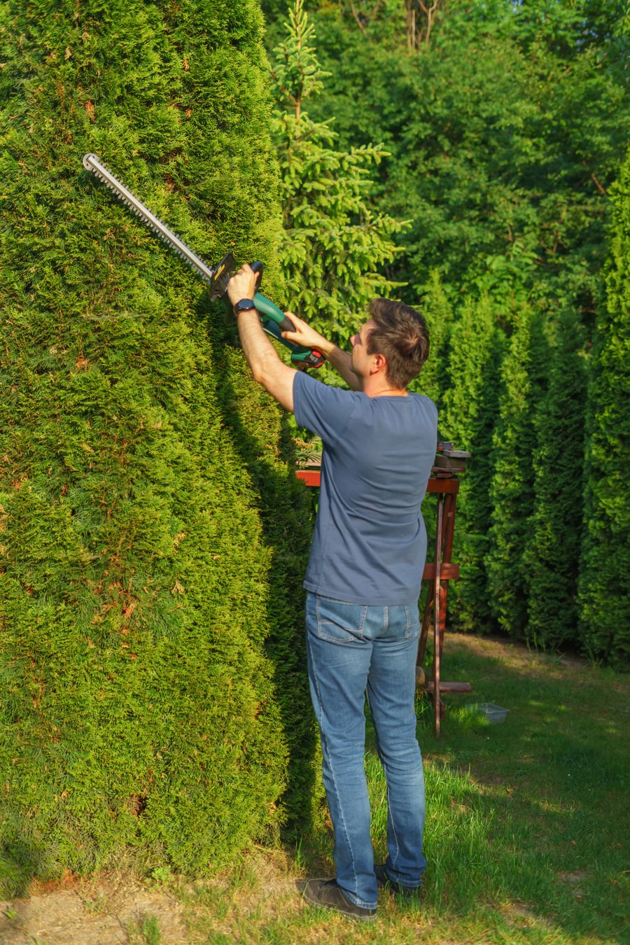 Gardener trimming a tall hedge with an electric trimmer